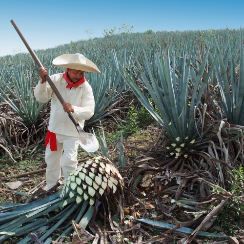 catador de tequila